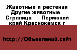 Животные и растения Другие животные - Страница 2 . Пермский край,Краснокамск г.